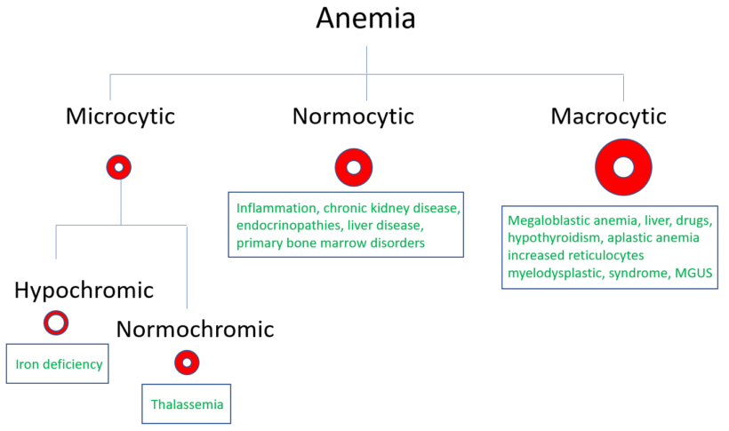 Algorithm: classification of anemia • The Blood Project