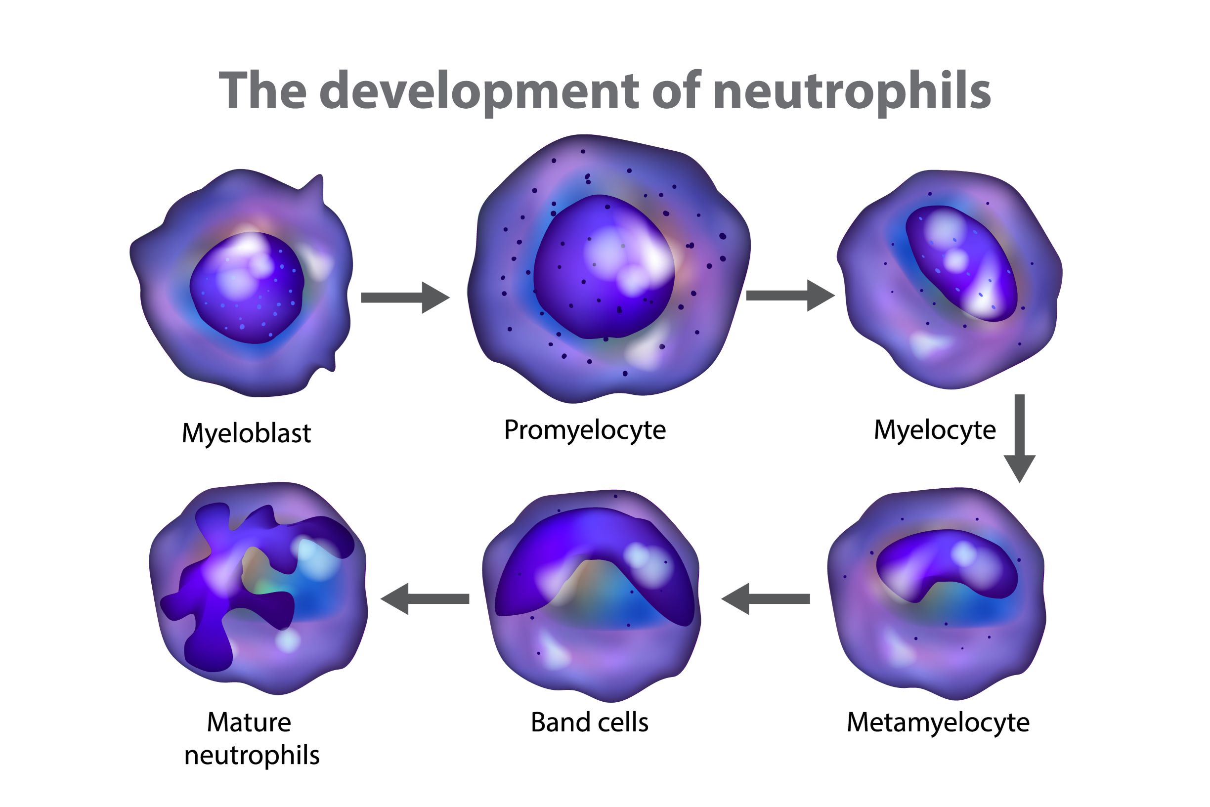 What is a band neutrophil? • The Blood Project