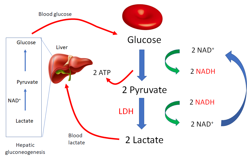 What Type of Cells Can Undergo Fermentation?