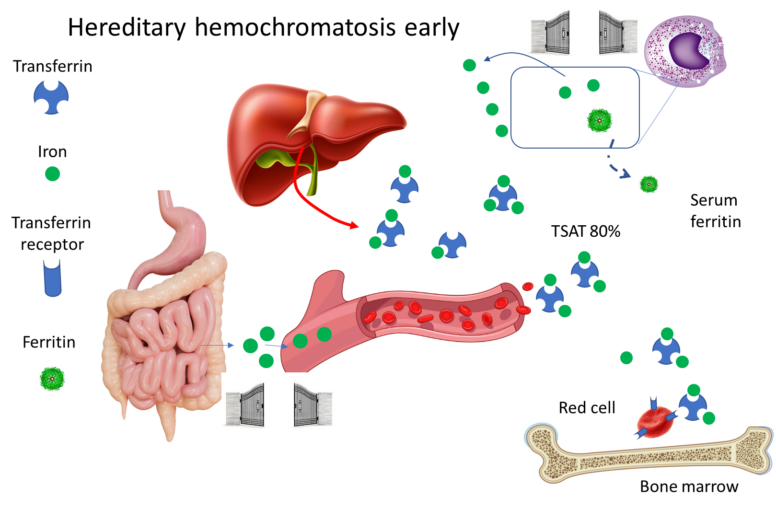 Labs • The Blood Project