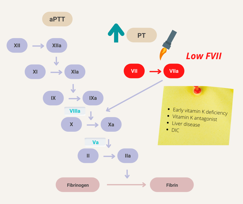 What are causes of isolated elevation of prothrombin time (PT) (normal activated partial time [aPTT]) • Blood Project