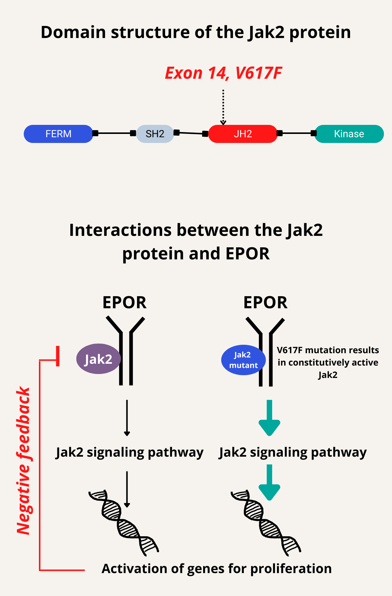 What is the Jak2 V617F mutation? • The Blood Project