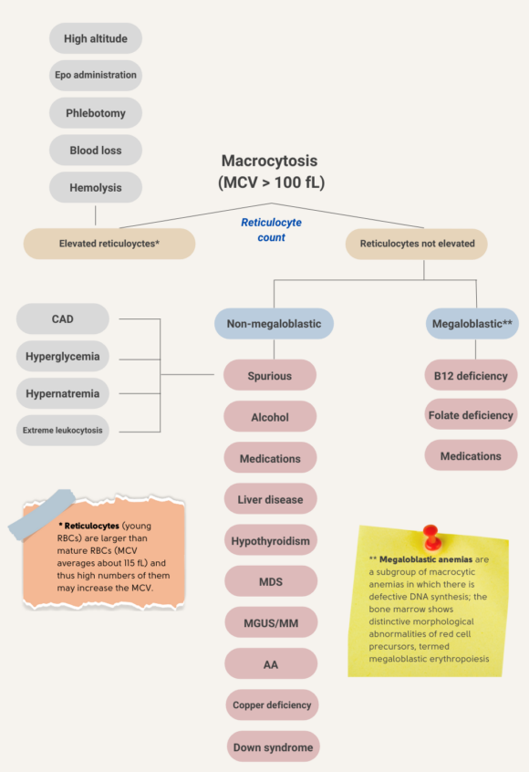 What is the differential diagnosis of macrocytosis? • The Blood Project