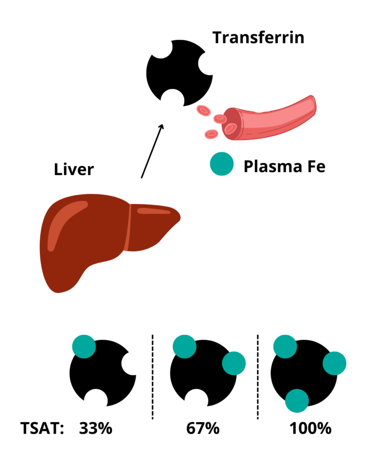 What is transferrin saturation? • The Blood Project