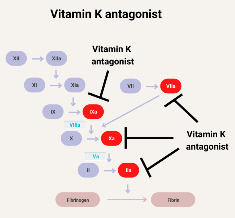 What clotting factors are inhibited by vitamin K antagonists? • The