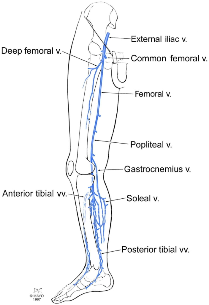 Deep Veins of the Leg - Schematic • The Blood Project