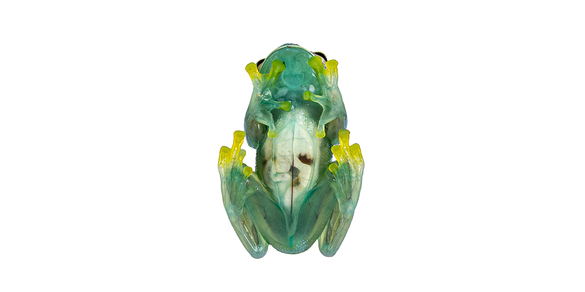 Did you know that glass frogs can hide their blood to achieve