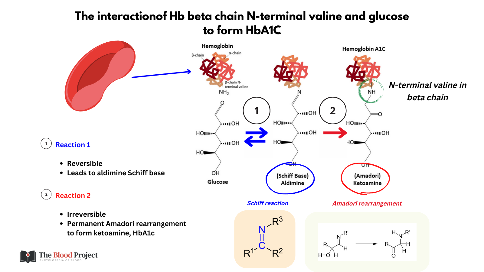 Hemoglobin a1c the blood project
