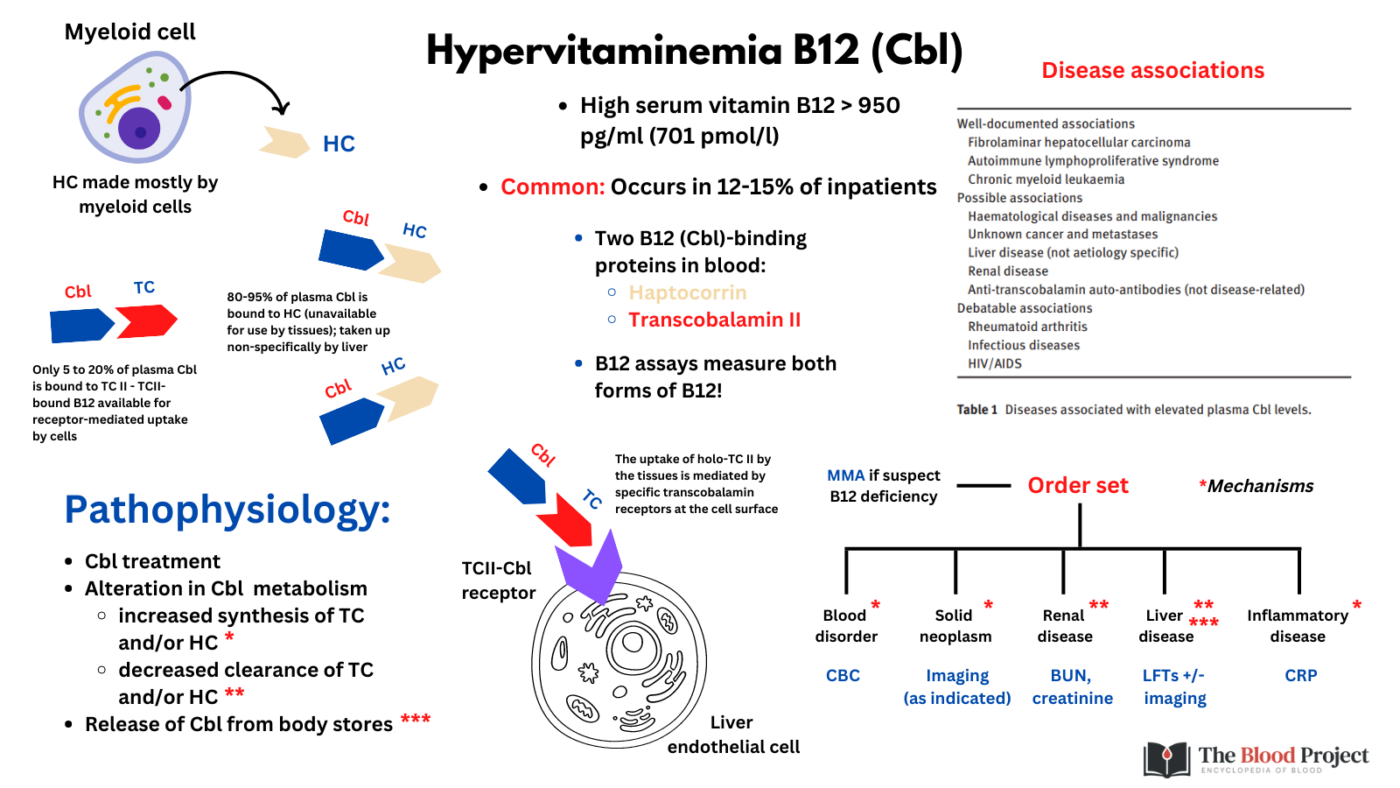 Hypervitaminemia B12 The Blood Project hypervitaminemia-b12-the-blood-project