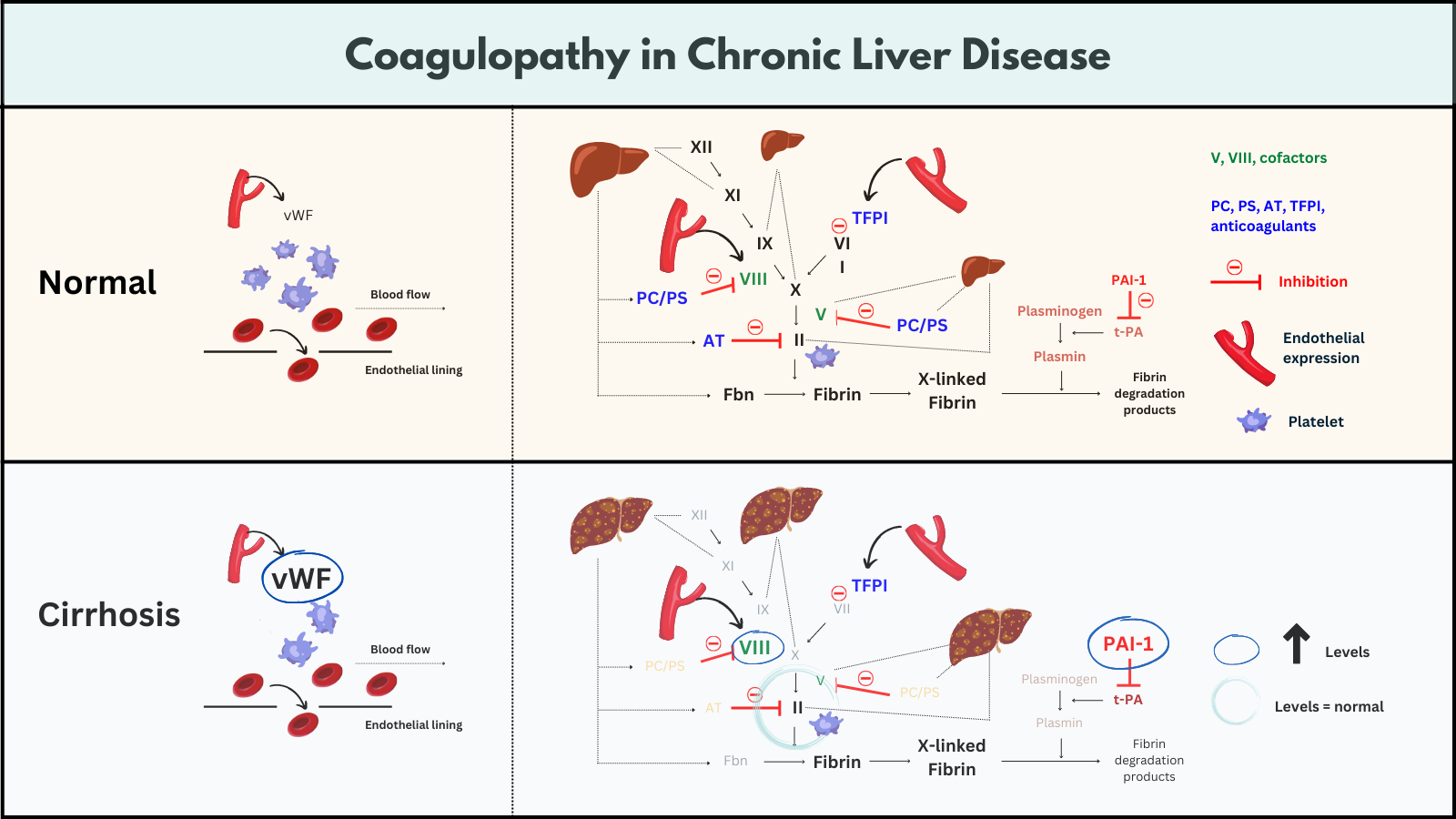 cirrhosis-and-hematology-the-blood-project
