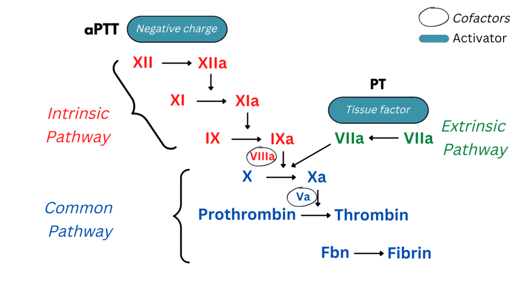 Coagulation Cascade