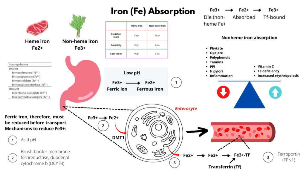 Iron Absorption The Blood Project