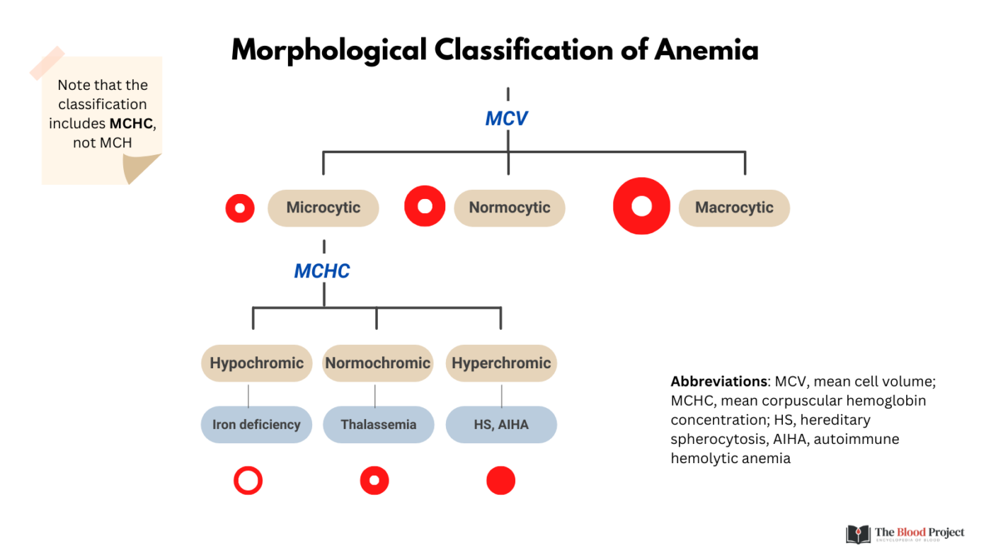 Anemia Morphological Classification The Blood Project anemia-morphological-classification-the-blood-project