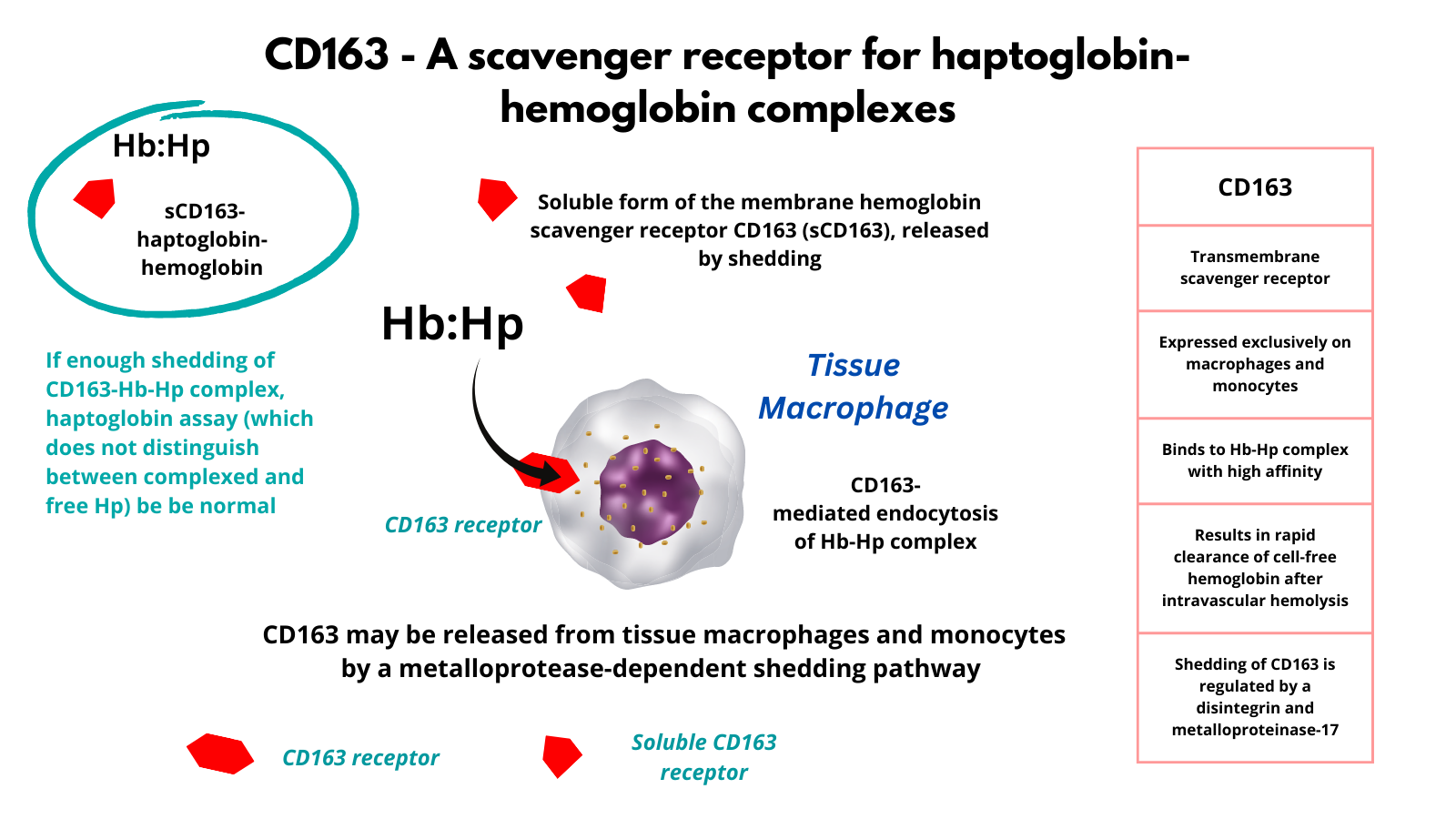 Haptoglobin • The Blood Project