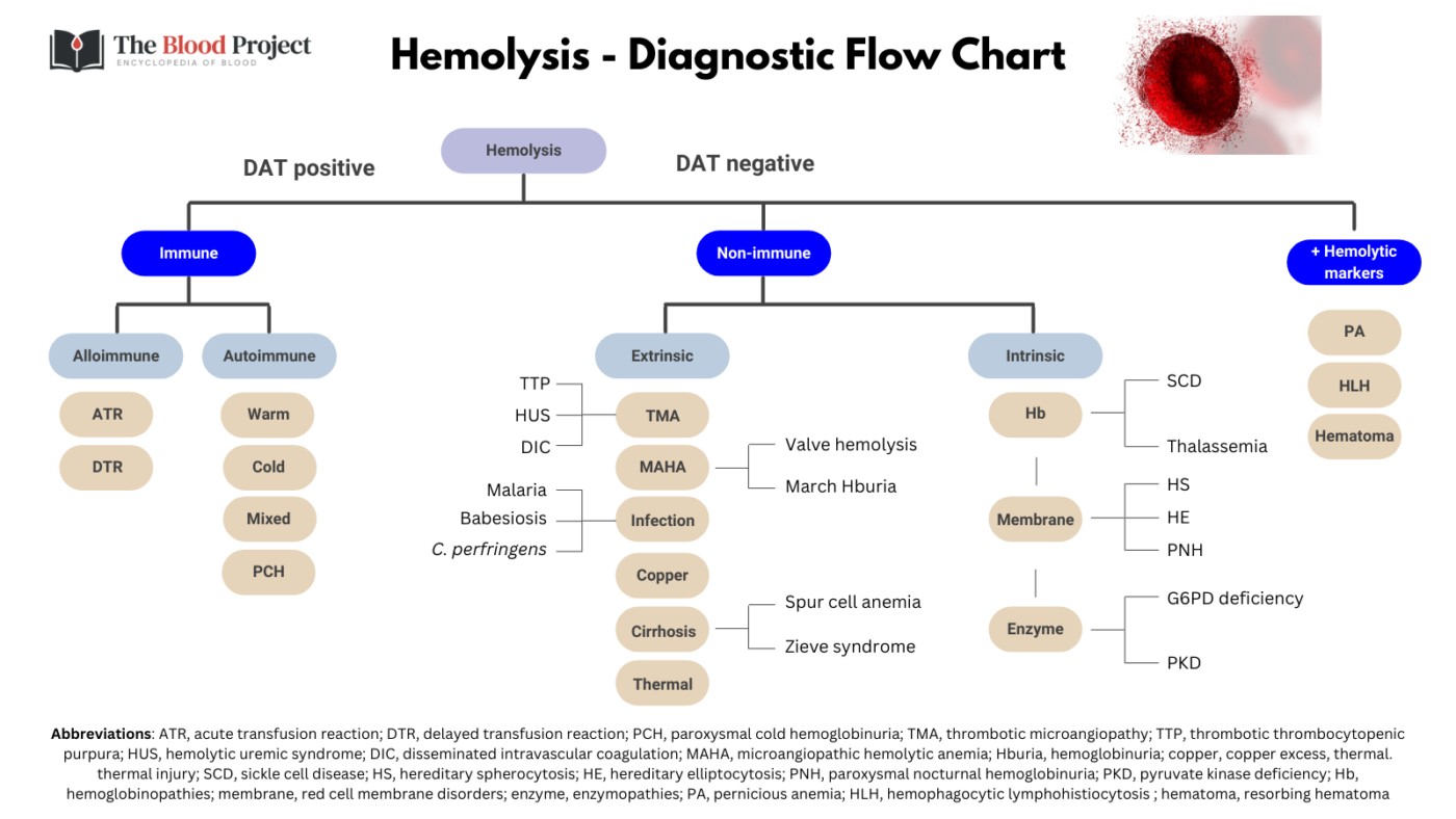 Hemolytic Anemias The Blood Project hemolytic-anemias-the-blood-project