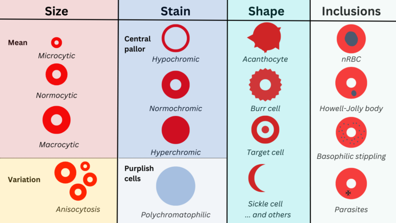 What Does Slight Polychromasia Mean Recap • The Blood Project