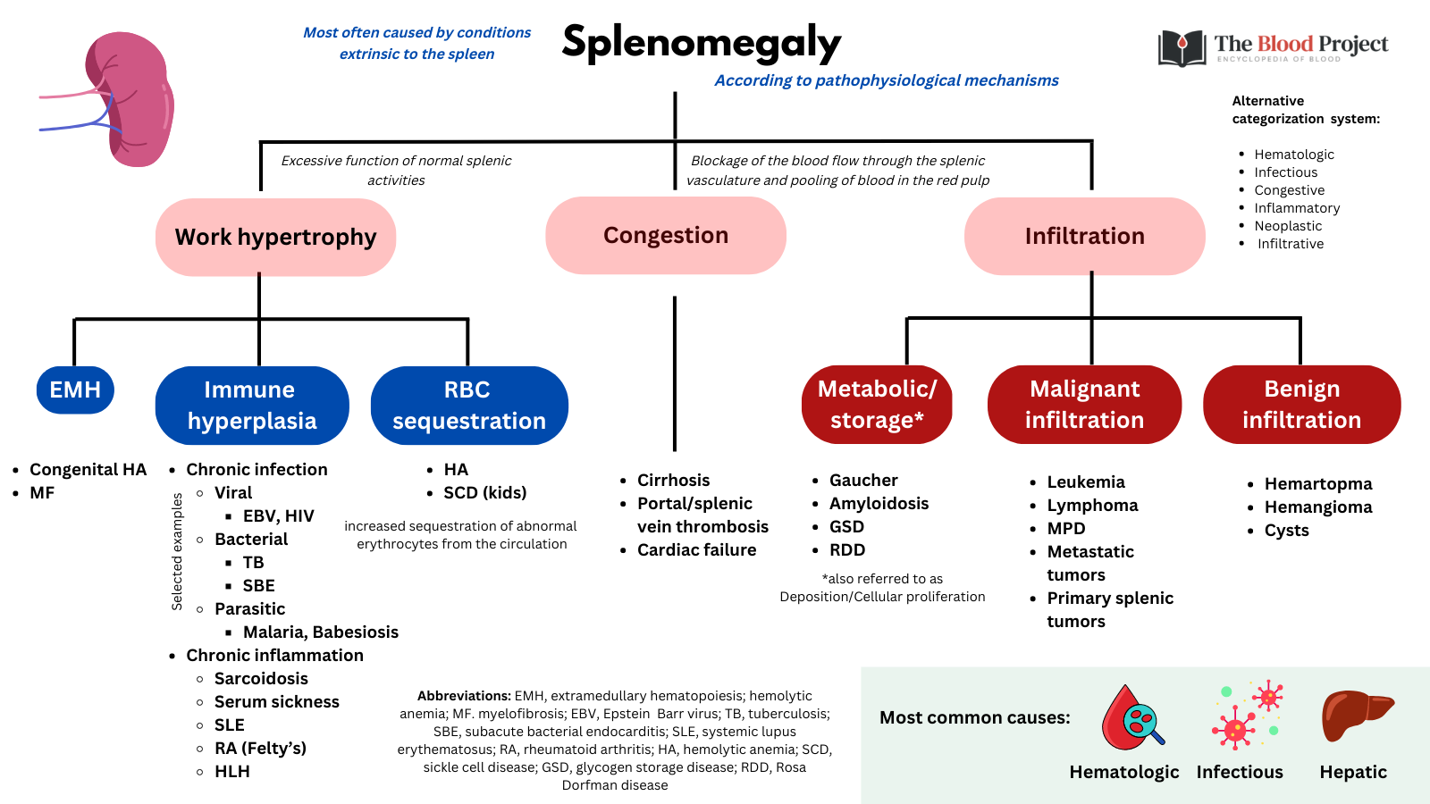 Approach to Splenomegaly • The Blood Project