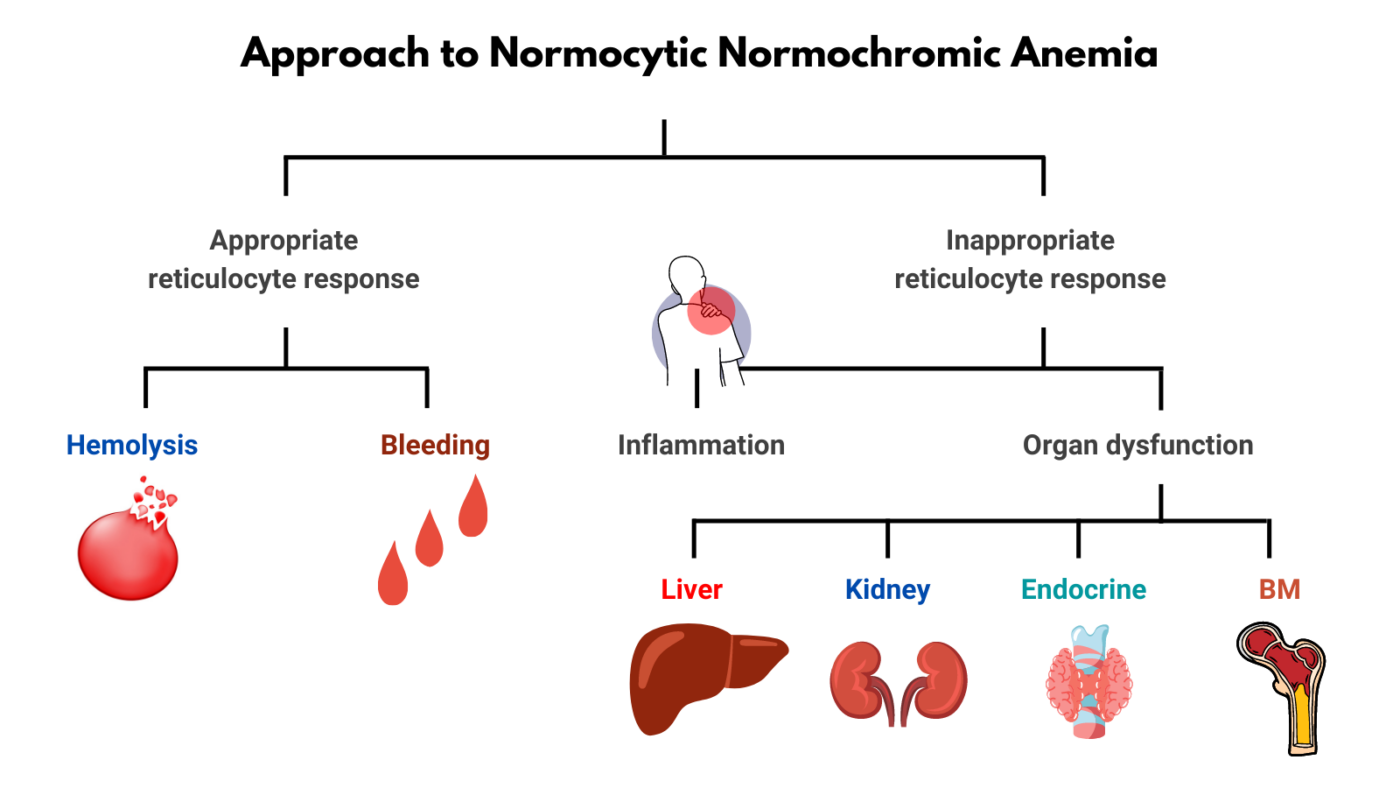 Classification Schemes The Blood Project classification-schemes-the-blood-project
