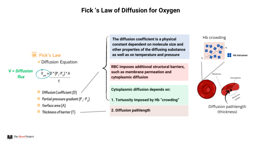 Oxygen Exchange in Hereditary Spherocytosis (HS) • The Blood Project