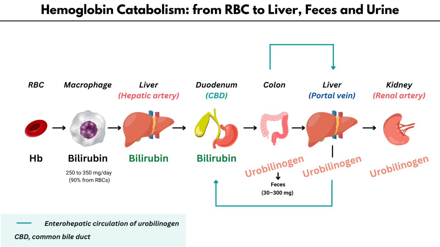 Urobilinogen in Hemolytic Anemia ??? The Blood Project