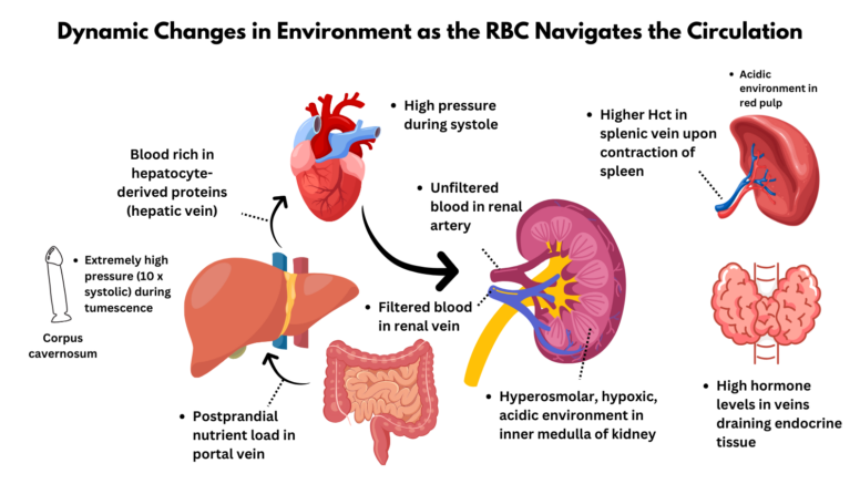 Spleen Rbc Journey of the Red Blood Cell • The Blood Project