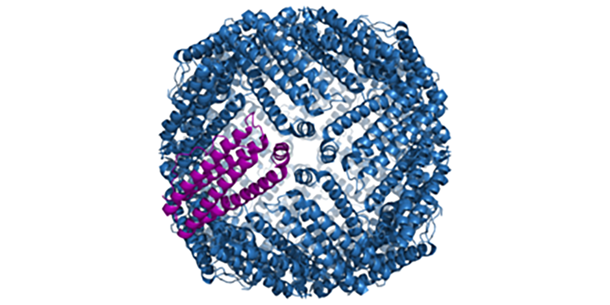 A Primer on Ferritin • The Blood Project