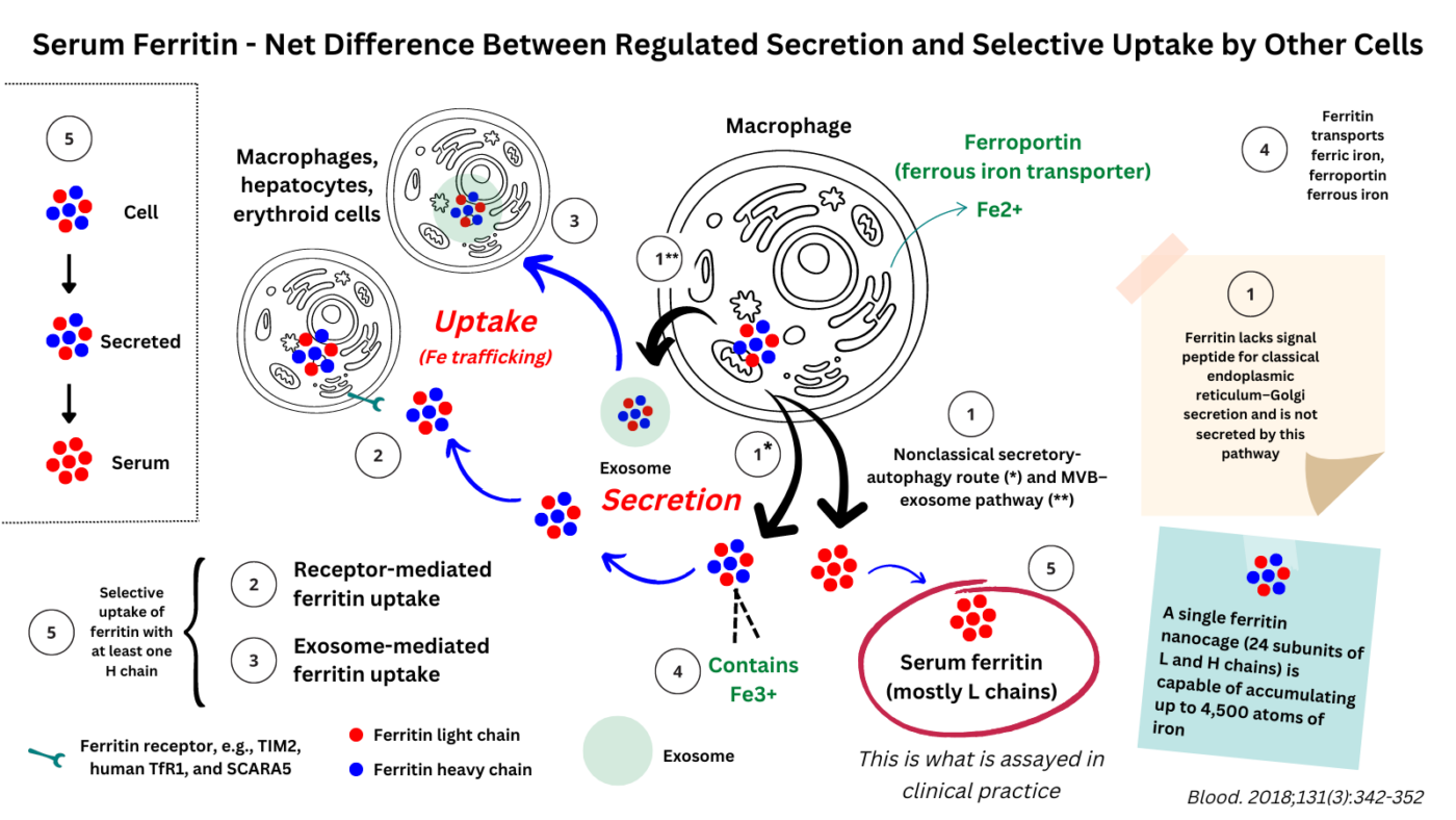 How Does Ferritin Get Into and Out of Cells? • The Blood Project