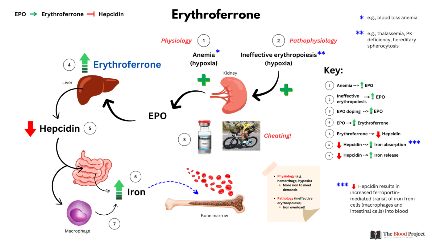 Erythroferrone • The Blood Project