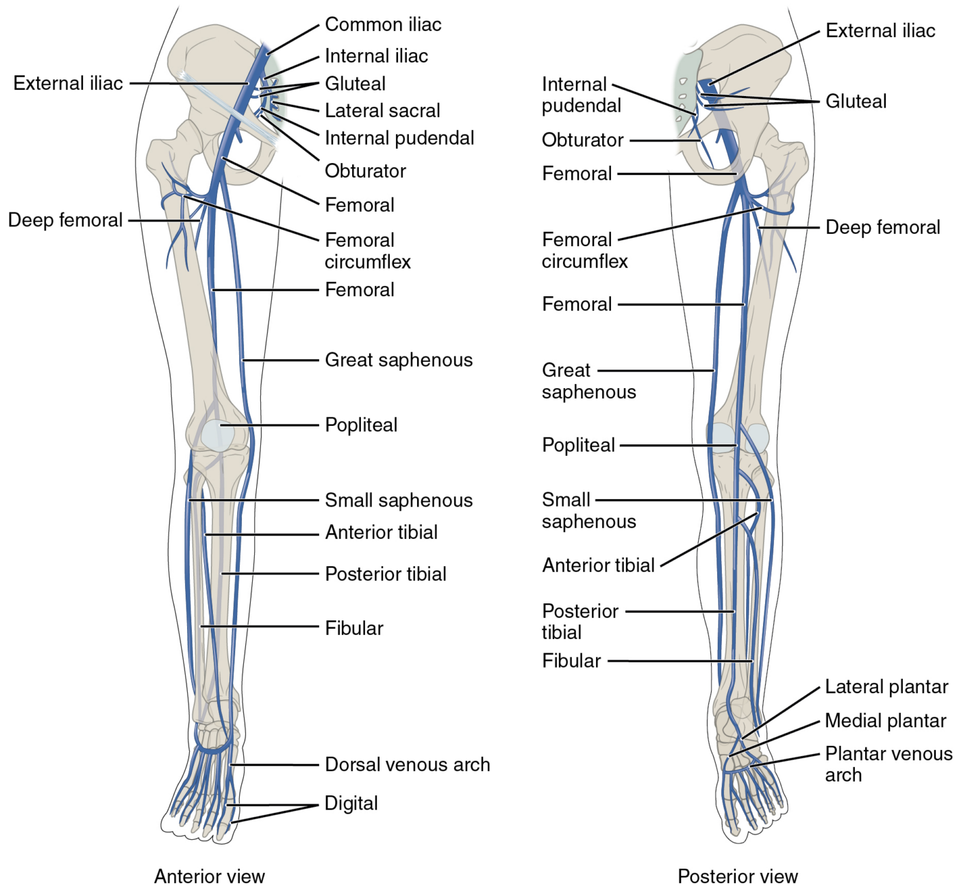 Superficial Vein Thrombosis: To Anticoagulate or not to Anticoagulate ...