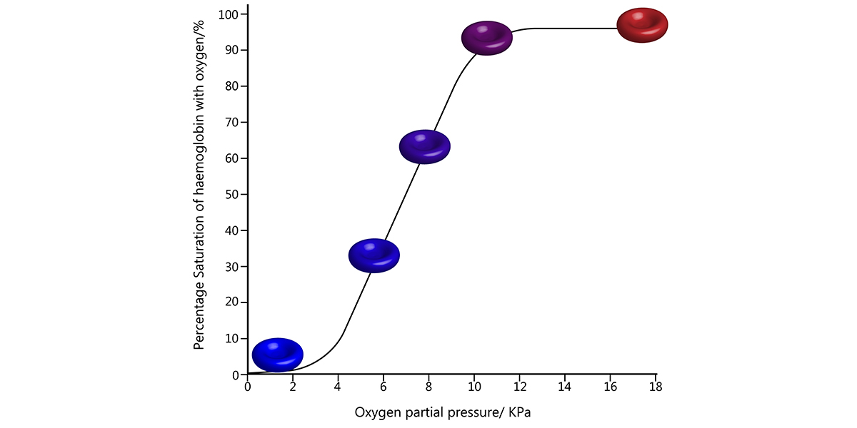 Oxygen Dissociation Curve - Shift to the Left • The Blood Project