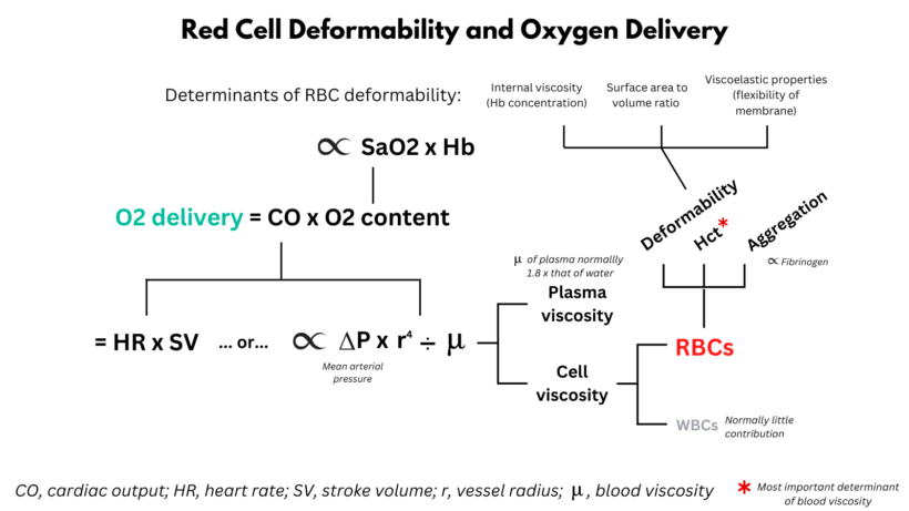 Effect of MCV on RBC Deformability • The Blood Project