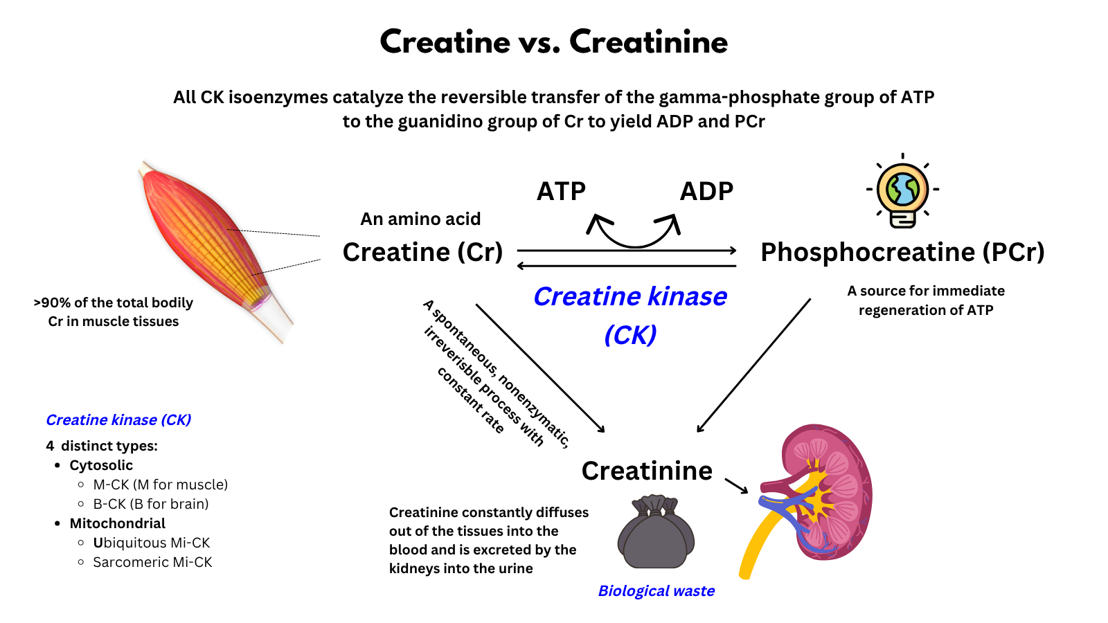 Creatine vs. Creatinine • The Blood Project