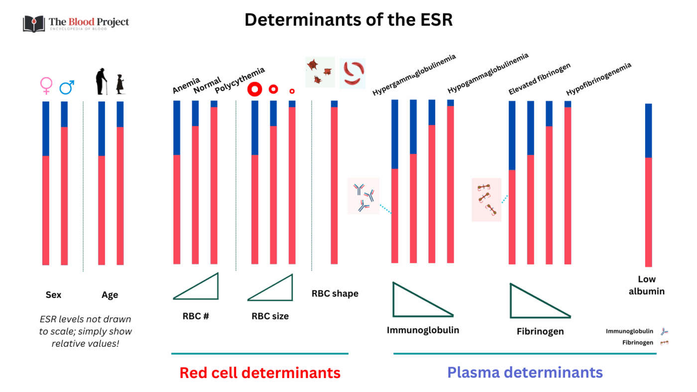 Erythrocyte Sedimentation Rate • The Blood Project