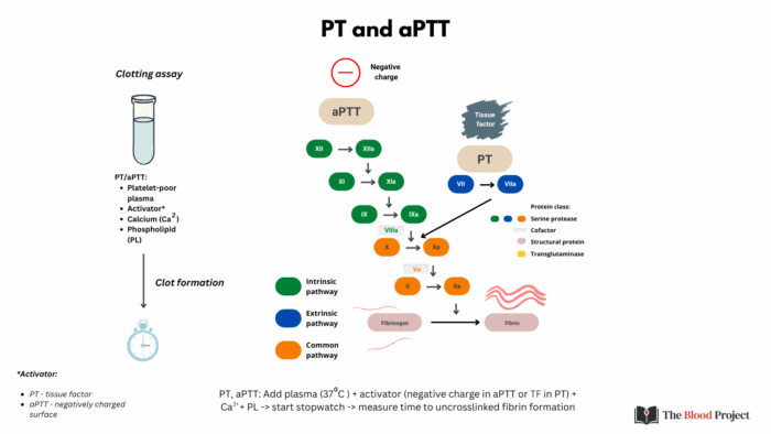 PT and aPTT • The Blood Project