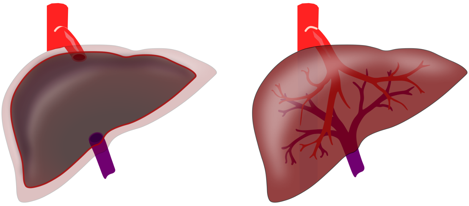 Roots to Rivers: Galen’s Metaphors of Blood Formation and the ...