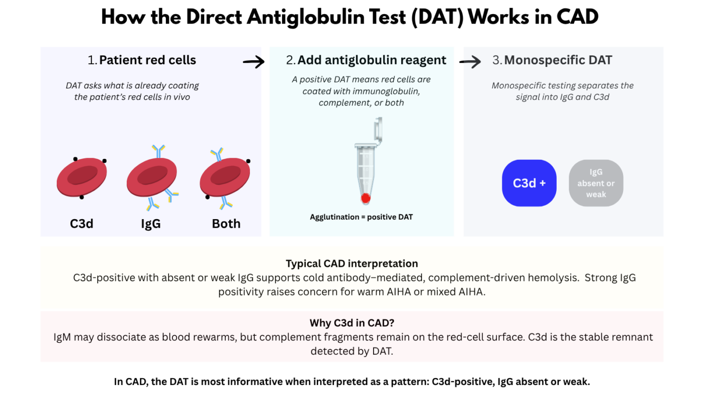 Dat Blood Elearning Diagnosis of Cold Agglutinin Disease • The Blood Project