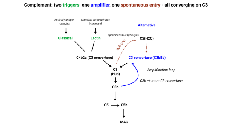 Complement Biology (CAD-Focused) • The Blood Project